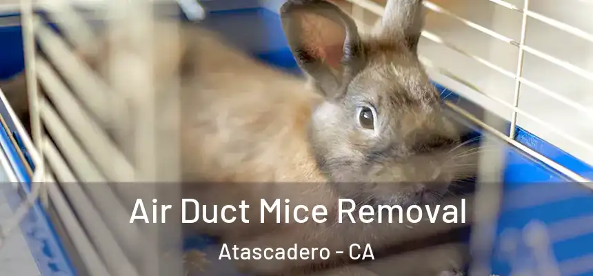 Air Duct Mice Removal Atascadero - CA